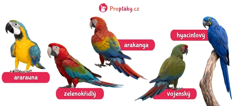 Jak na chov papoušků ara_foto10_druhy ara
